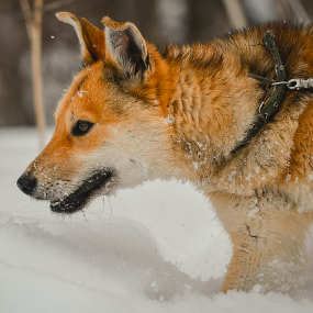 Dog Walking Essentials In Cold Weather